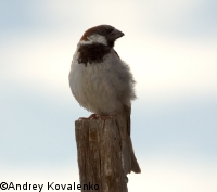 ��������� �������